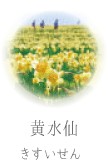 黄水仙 きすいせん