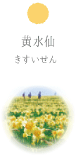 黄水仙 きすいせん